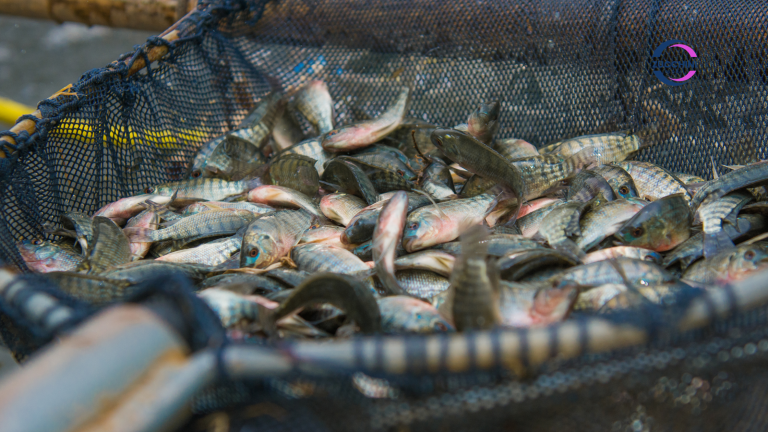 How Automation Can Improve Efficiency and Fish Welfare In Aquaculture